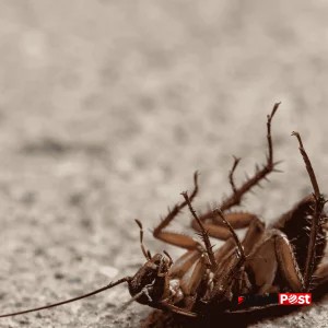 Bothered by tiny “Chinese Cockroaches”?