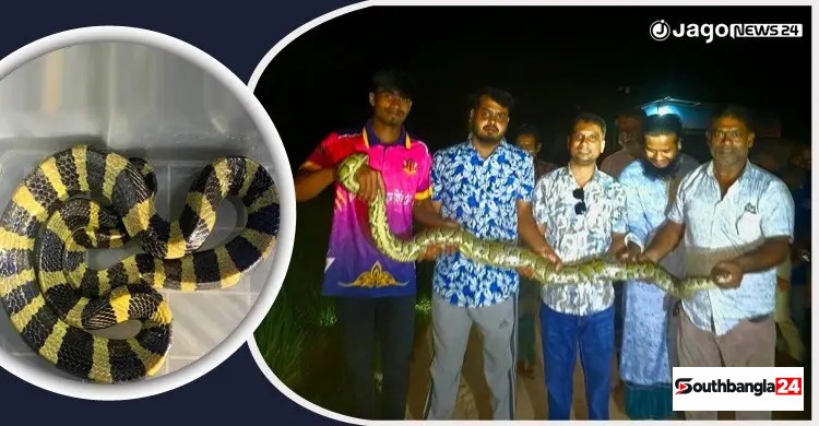 বসতঘরের পাশে ঘুরছিল শঙ্খিনী সাপ, জালে আটকে ছিল অজগর